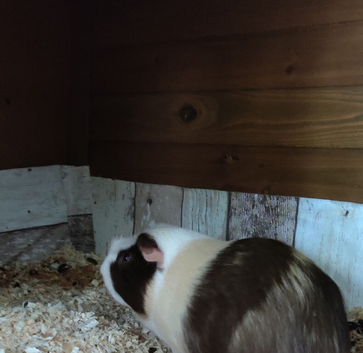 1 Male Guinea Pig