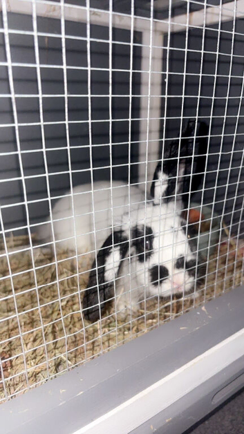 4 months old English spot rabbit
