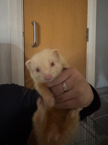 3 month old ferret