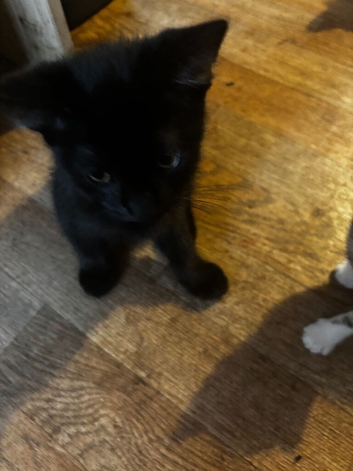 1 fluffy pure block female kitten ready now