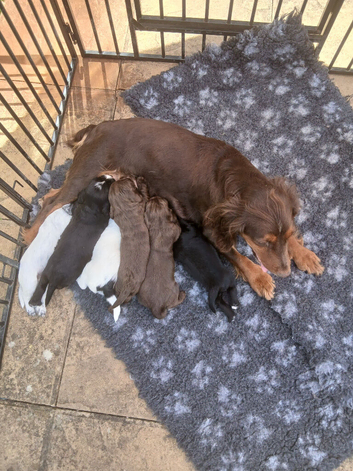 Cocker Spaniel Puppies