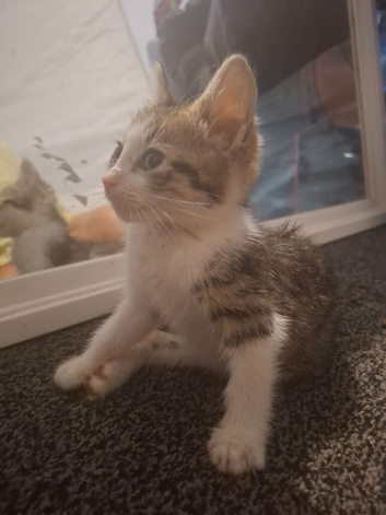 10 week old kittens