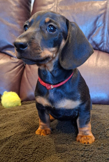 Minature Dachshund
