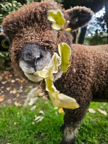 Ryeland  coloured lambs