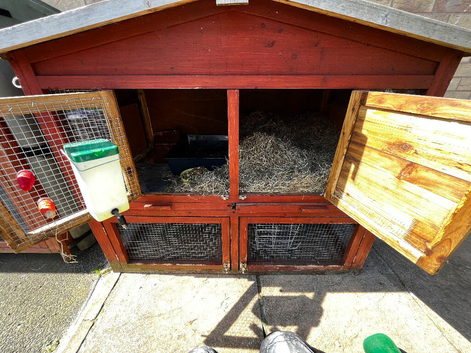 9 month old male dutch rabbit with hutch