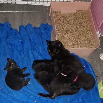 5 Beautiful Kittens 1 MALE LEFT