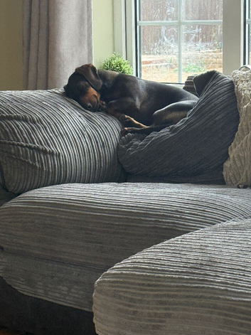 Standard female Dachshund