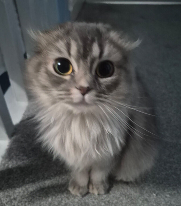Lilac Scottish fold cat one years old