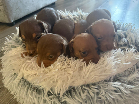 4 beautiful boy miniature dashhound