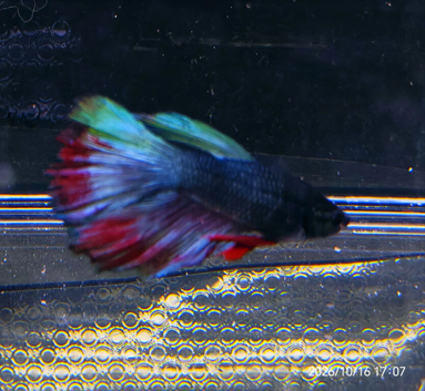 Betta Males/females or pairs available, from &pound;10