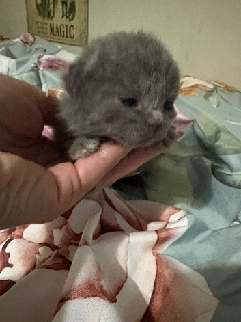 British Shorthair X