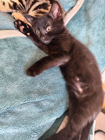 Beautiful kitten