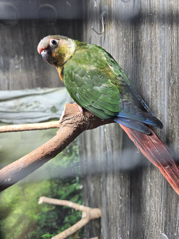 Baby Tame yellow sided green cheek conure