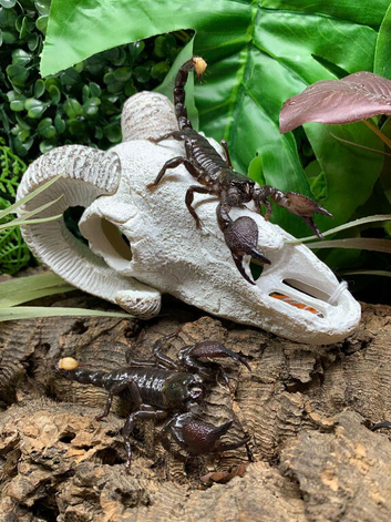 Emperor Scorpions at Birmingham Reptiles