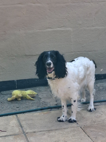 Sprockerpoos