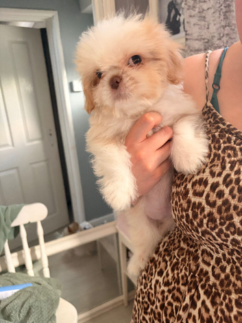4 beautiful Shih Tzu male Pups