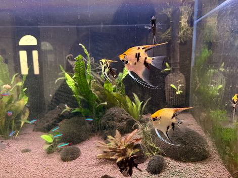 Fish for rehome
