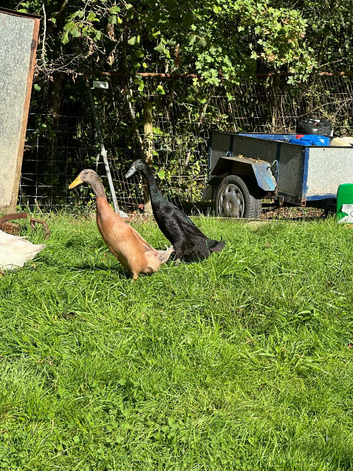 Runner duck hatching eggs