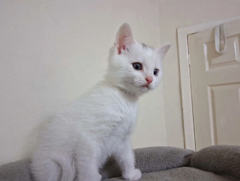 Last white male BSH kitten