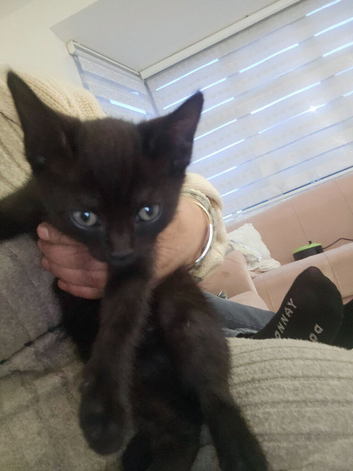 Black female kitten, 3 months old.