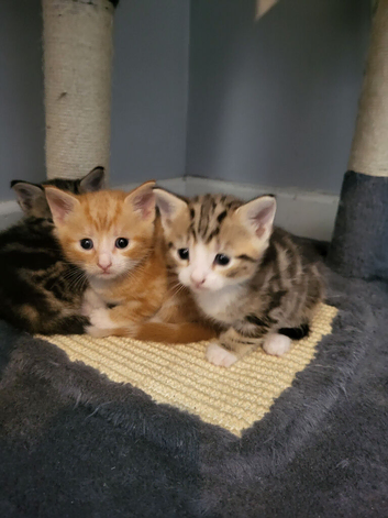 Female baby kitten