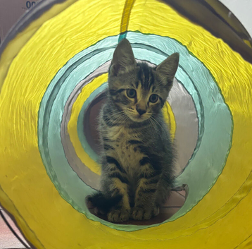 Amazing Kittens - ready for new homes now