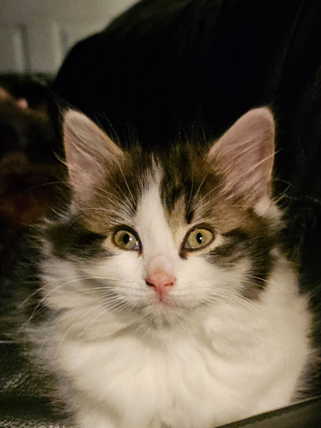 Still looking for his forever home...Male angora cross kitten