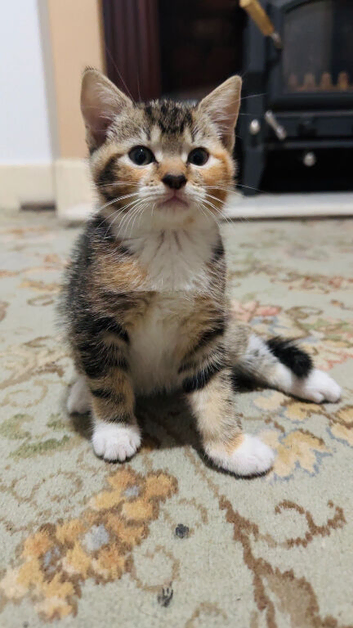 Three adorable kittens Ready for Their Forever Homes!