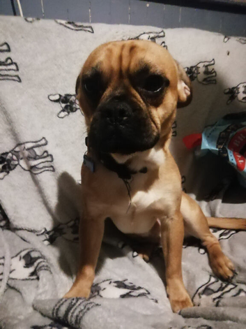 French bulldog mixed with pugle
