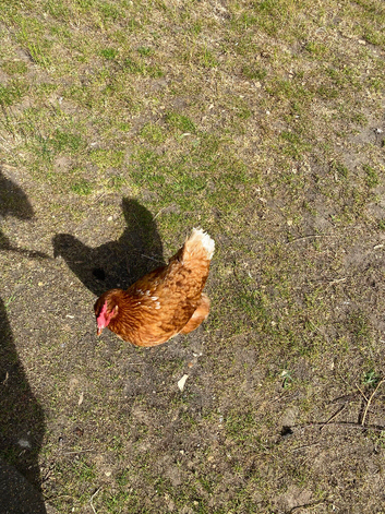 My chicken Primrose is missing