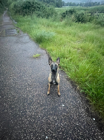 6 month old Belgian Malinois part trained