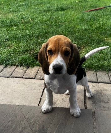 One gorgeous male beagle puppy available
