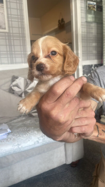 Girls and boys cocker spaniels