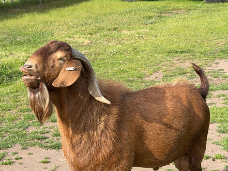 BOER GOAT