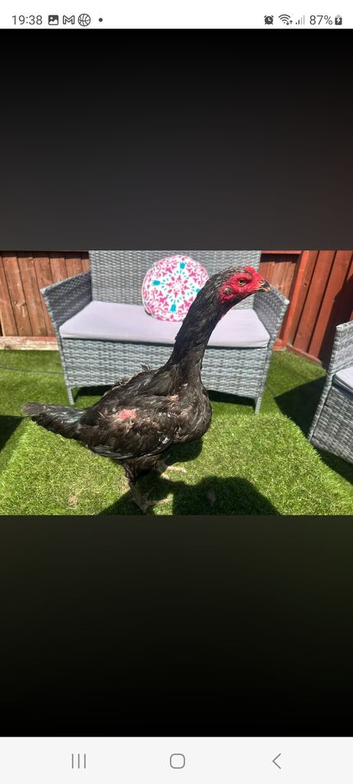 4 week old Turkish hint x shamo chick