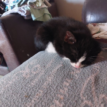 Kittens ***&pound;10!***