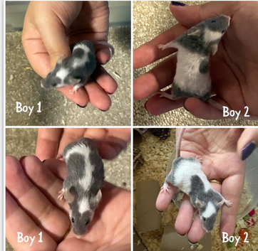 8 baby male fancy mice for sale