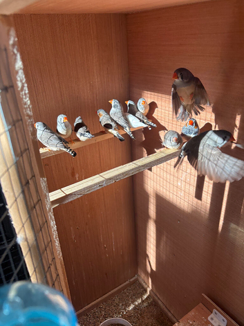 Zebra finches cocks and hens