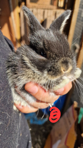 Mini lop babies