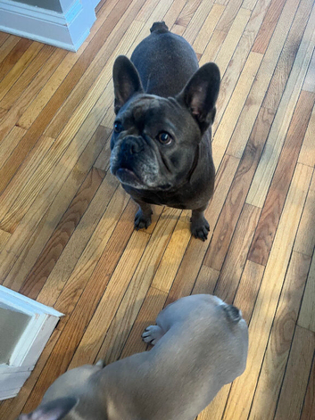 French bull dog and pug