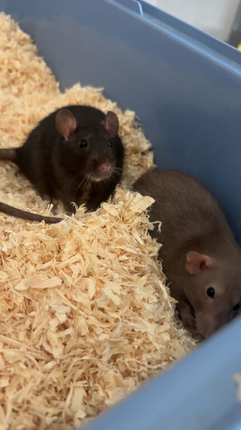 Rats