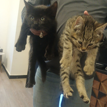 Kitten Persians cross