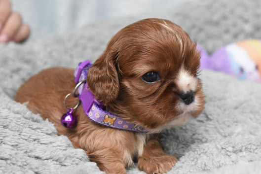 Health Tested- Cavalier King Charles Spaniel