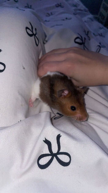 Hamster needs to go