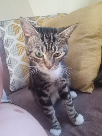 Beautiful male cat