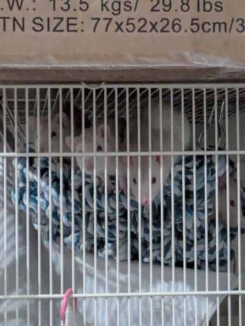 Four male rats and cage to loving home