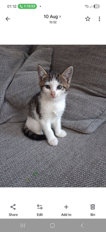 Kittens