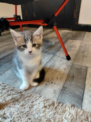 Maincoon mix