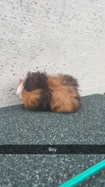 Guinea Pigs