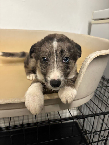 Collie cross Malinios
